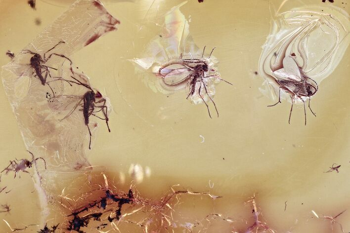 Fossil Dark-Winged Fungus Gnat Swarm (Sciaridae) In Baltic Amber #357824